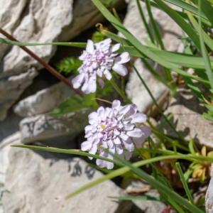 Photographie n°2448641 du taxon Iberis aurosica subsp. aurosica