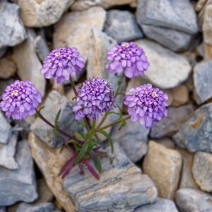  - Iberis aurosica subsp. aurosica