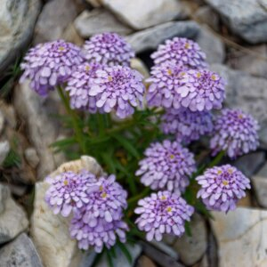  - Iberis aurosica subsp. aurosica