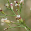  Liliane Roubaudi - Symphyotrichum subulatum (Michx.) G.L.Nesom [1995]