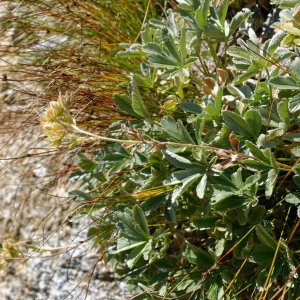 Photographie n°2448794 du taxon Potentilla valderia L. [1759]