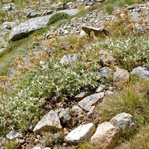 Photographie n°2448796 du taxon Potentilla valderia L. [1759]