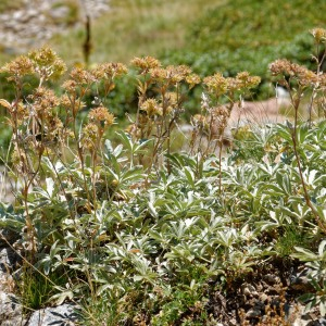 Photographie n°2448797 du taxon Potentilla valderia L. [1759]