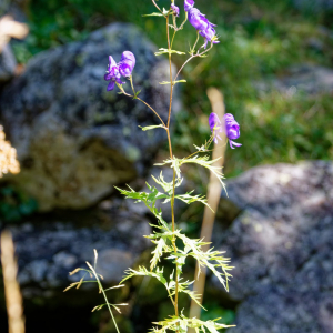 Photographie n°2448800 du taxon Aconitum variegatum subsp. paniculatum (Arcang.) Negodi [1944]