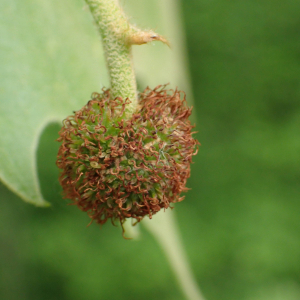 Photographie n°2448812 du taxon Platanus x hispanica Mill. ex Münchh.