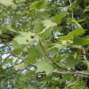 Photographie n°2448814 du taxon Platanus x hispanica Mill. ex Münchh.