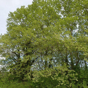 Photographie n°2448815 du taxon Platanus x hispanica Mill. ex Münchh.