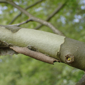 Photographie n°2448816 du taxon Platanus x hispanica Mill. ex Münchh.