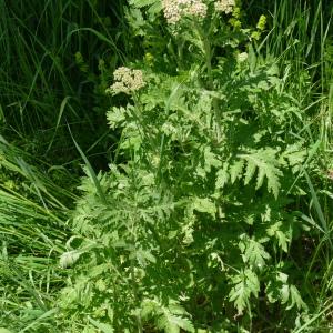 Photographie n°2448820 du taxon Tanacetum macrophyllum (Waldst. & Kit.) Sch.Bip. [1844]