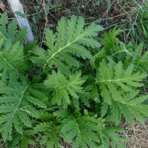  - Tanacetum macrophyllum (Waldst. & Kit.) Sch.Bip. [1844]