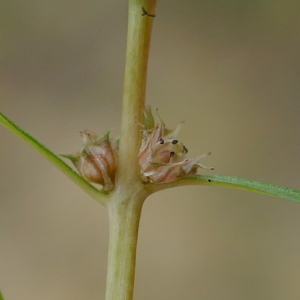 Photographie n°2448826 du taxon Lythrum portula (L.) D.A.Webb