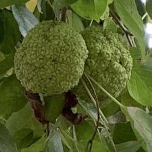 Photographie n°2448828 du taxon Maclura pomifera (Raf.) C.K.Schneid. [1906]