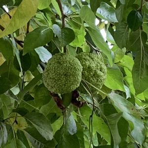 Photographie n°2448834 du taxon Maclura pomifera (Raf.) C.K.Schneid. [1906]