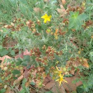 Photographie n°2448843 du taxon Hypericum perforatum L.