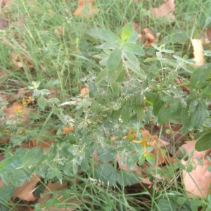 Photographie n°2448844 du taxon Hypericum perforatum L.