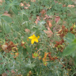 Photographie n°2448845 du taxon Hypericum perforatum L.