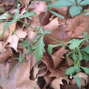 Photographie n°2448849 du taxon Verbena officinalis L.