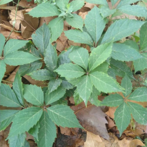 Photographie n°2448850 du taxon Parthenocissus quinquefolia (L.) Planch.