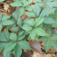 Parthenocissus quinquefolia (L.) Planch. [nn47997] par ambruc@... le 22/09/2020 - Grenoble