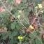 Diplotaxis tenuifolia (L.) DC. [nn22660] par ambruc@... le 22/09/2020 - Grenoble