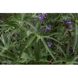 Delphinium pictum Willd. (Dauphinelle peinte)