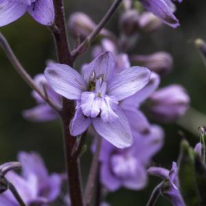 Photographie n°2448907 du taxon Staphisagria picta (Willd.) E.Jabbour