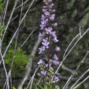 Photographie n°2448908 du taxon Staphisagria picta (Willd.) E.Jabbour