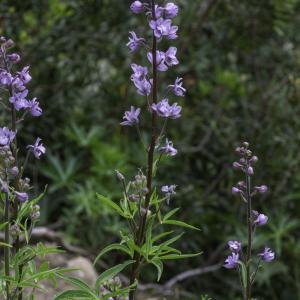 Photographie n°2448909 du taxon Staphisagria picta (Willd.) E.Jabbour