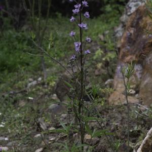  - Staphisagria picta (Willd.) E.Jabbour