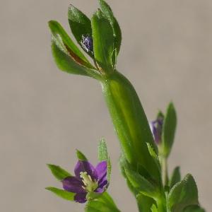 Photographie n°2448965 du taxon Legousia hybrida (L.) Delarbre [1800]