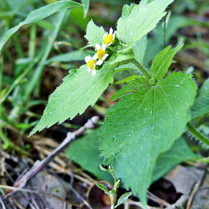 Photographie n°2448977 du taxon Galinsoga quadriradiata Ruiz & Pav. [1798]