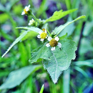 Photographie n°2448978 du taxon Galinsoga quadriradiata Ruiz & Pav. [1798]