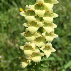 Photographie n°2448991 du taxon Digitalis lutea L. [1753]