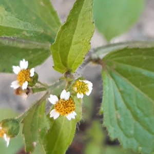 Photographie n°2449040 du taxon Galinsoga quadriradiata Ruiz & Pav.