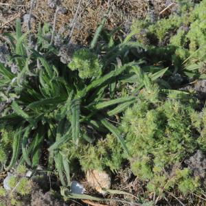 Photographie n°2449059 du taxon Echium vulgare L.