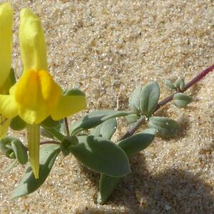 Photographie n°2449085 du taxon Linaria thymifolia DC. [1805]