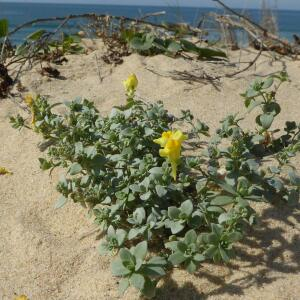 Photographie n°2449088 du taxon Linaria thymifolia DC. [1805]