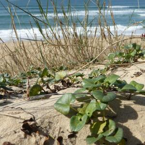 Photographie n°2449109 du taxon Convolvulus soldanella L. [1753]