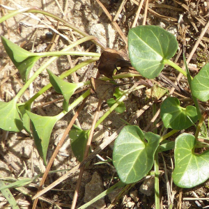 Photographie n°2449112 du taxon Convolvulus soldanella L. [1753]