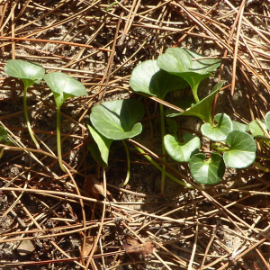 Photographie n°2449113 du taxon Convolvulus soldanella L. [1753]