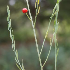 Photographie n°2449116 du taxon Osyris alba L. [1753]