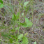  Liliane Roubaudi - Clematis flammula L.