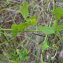  Liliane Roubaudi - Clematis flammula L.