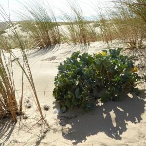 Photographie n°2449263 du taxon Eryngium maritimum L. [1753]