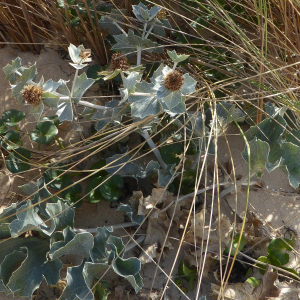 Photographie n°2449265 du taxon Eryngium maritimum L. [1753]