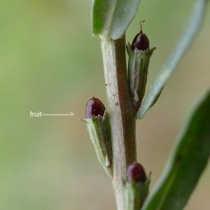 Photographie n°2449299 du taxon Lythrum hyssopifolia L.