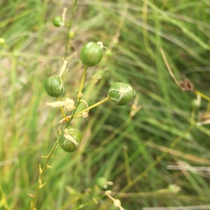 Photographie n°2449305 du taxon Anthericum ramosum L. [1753]
