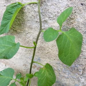 Photographie n°2449322 du taxon Solanum dulcamara L.