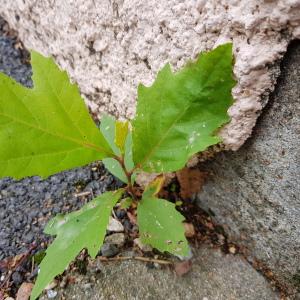 Photographie n°2449328 du taxon Platanus orientalis L.