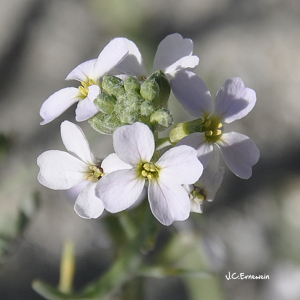 Jean-Claude Ernewein, le  7 août 2019 (Damgan (Kervoyal))